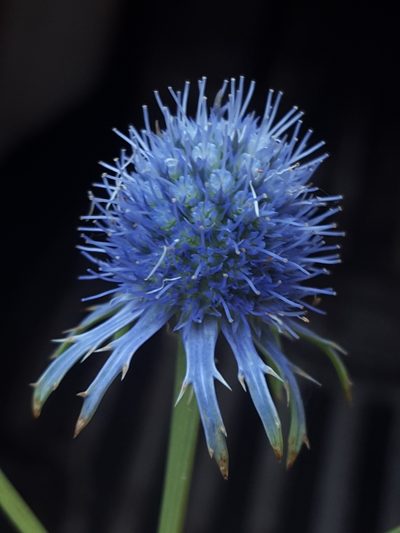 Eryngium aquaticum, photographed by Alex Abair