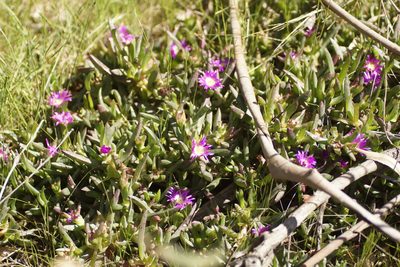 Carpobrotus modestus, photographed by Rod Lowther