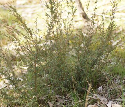 Kunzea leptospermoides, photographed by Rod Lowther