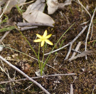 Pauridia vaginata, photographed by Rod Lowther