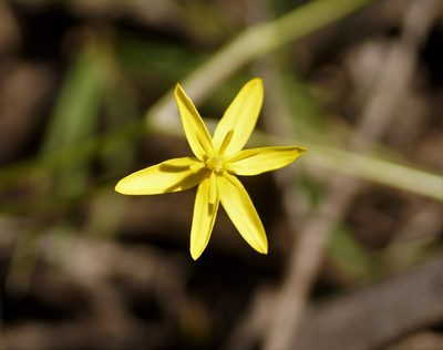 Pauridia vaginata, photographed by Rod Lowther