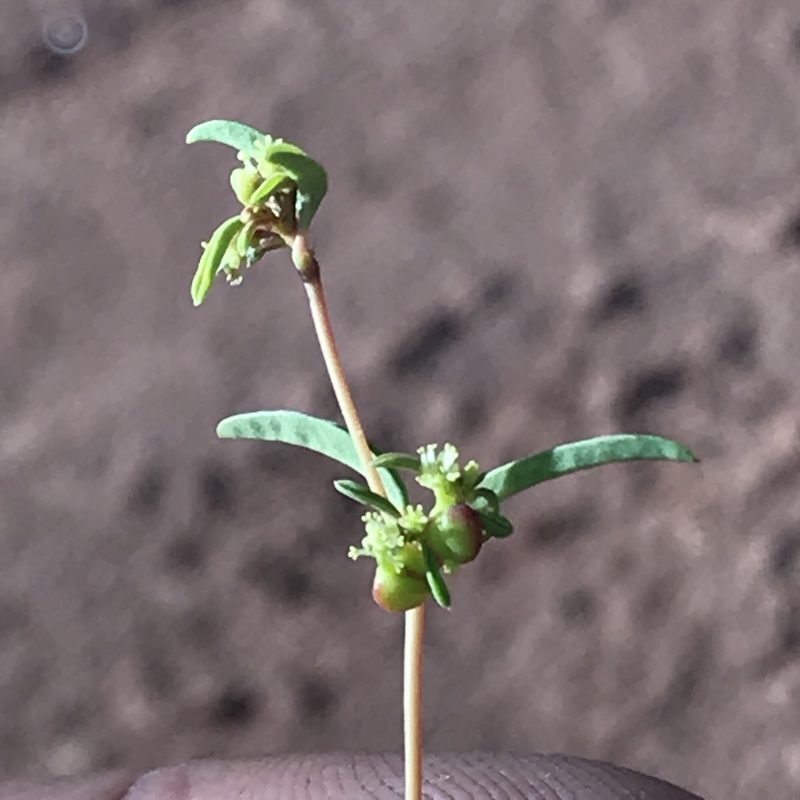 Euphorbia parryi, photographed by Robbie Hannawacker