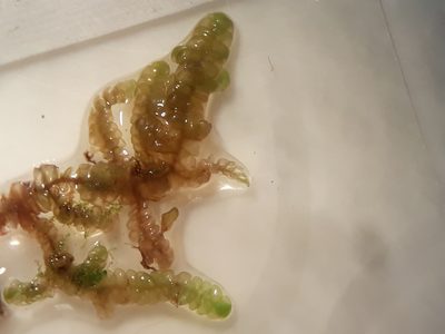 Radula grandis, photographed by Leon Perrie