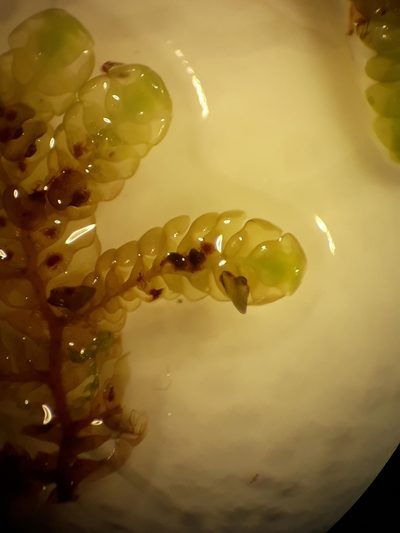 Radula grandis, photographed by Leon Perrie