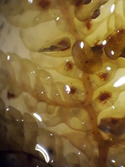 Radula grandis, photographed by Leon Perrie