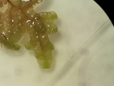 Radula grandis, photographed by Leon Perrie