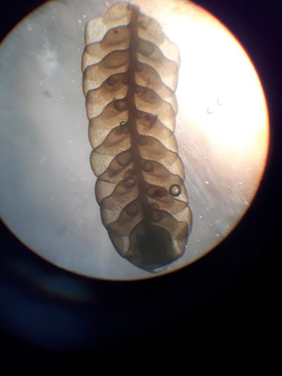 Radula grandis, photographed by Leon Perrie