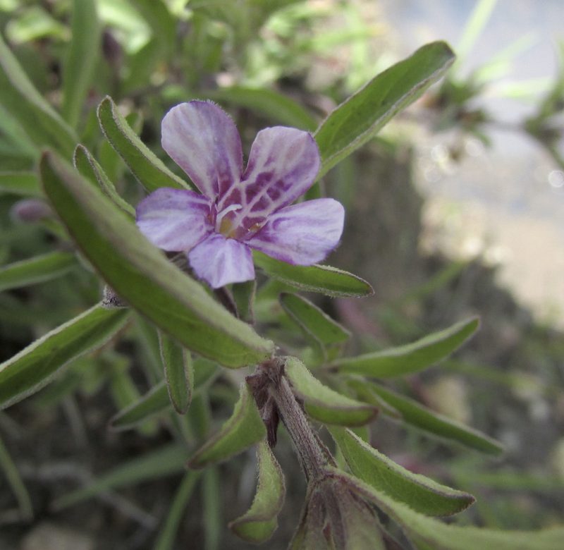 Dyschoriste microphylla, photographed by Carlos Martorell