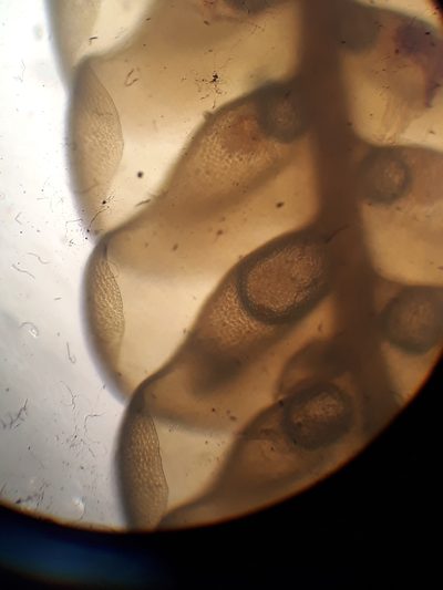 Radula grandis, photographed by Leon Perrie
