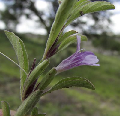 Dyschoriste microphylla, photographed by Carlos Martorell