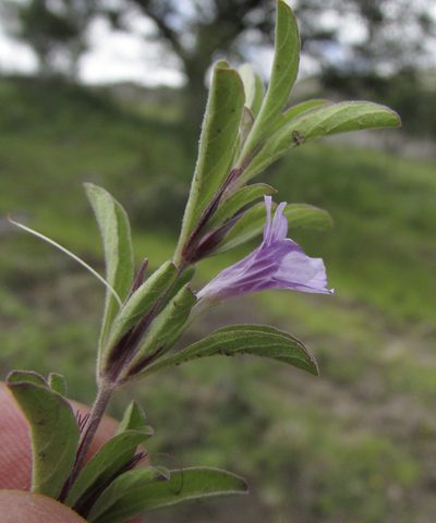 Dyschoriste microphylla, photographed by Carlos Martorell