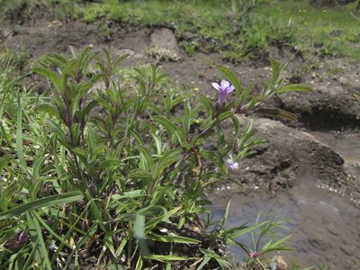 Dyschoriste microphylla, photographed by Carlos Martorell