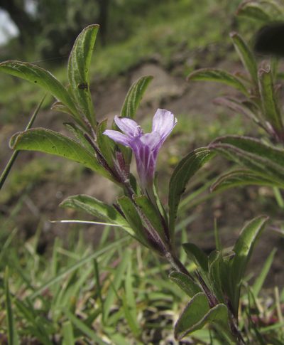 Dyschoriste microphylla, photographed by Carlos Martorell