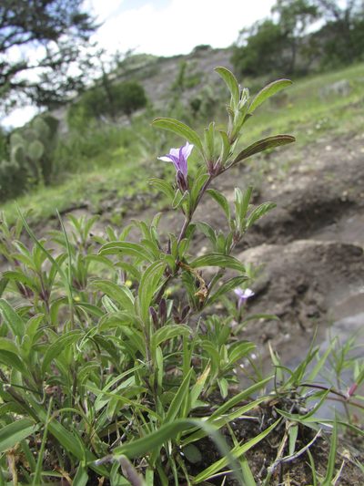 Dyschoriste microphylla, photographed by Carlos Martorell