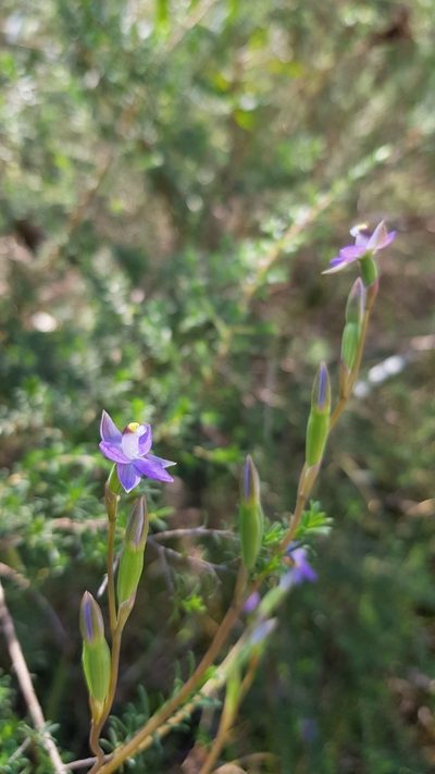 Thelymitra peniculata, photographed by Sofia Zvolanek