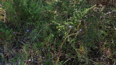 Thelymitra peniculata, photographed by Sofia Zvolanek