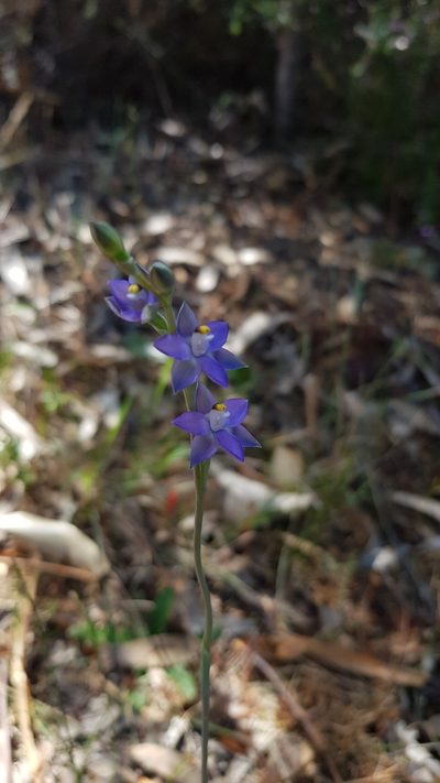 Thelymitra peniculata, photographed by Sofia Zvolanek
