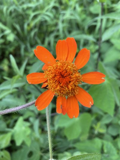 Comaclinium montanum, photographed by Grete Pasch