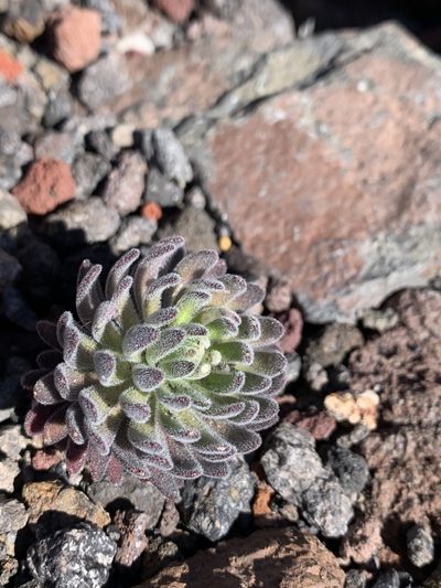 Draba aureola, photographed by Ben Hayden
