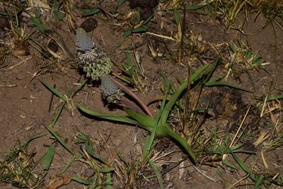 Ledebouria asperifolia, photographed by Sunčana Bradley