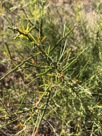 Acacia victoriae, photographed by elawrey