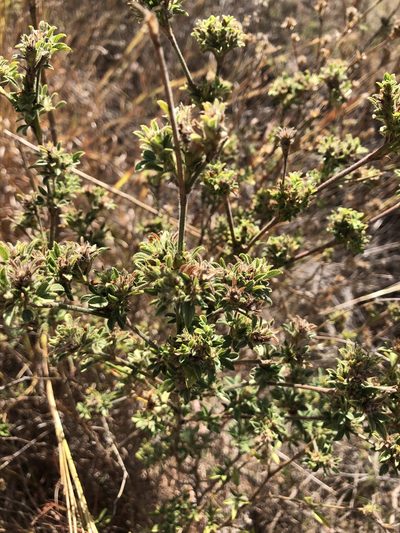 Stylosanthes scabra, photographed by elawrey