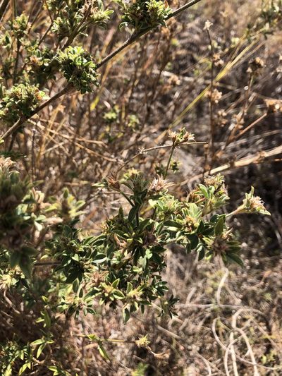 Stylosanthes scabra, photographed by elawrey