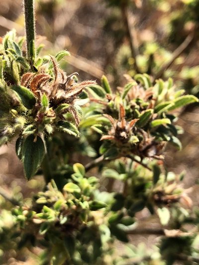 Stylosanthes scabra, photographed by elawrey