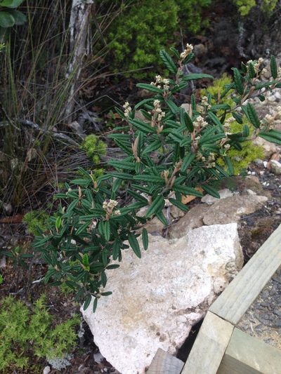 Pomaderris rugosa, photographed by nick_goldwater