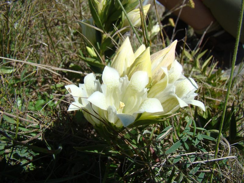 Gentiana gelida, photographed by Jean-Paul Boerekamps