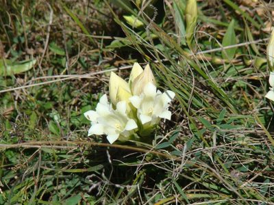 Gentiana gelida, photographed by Jean-Paul Boerekamps