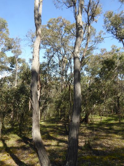 Eucalyptus macrorhyncha, photographed by Rod Lowther