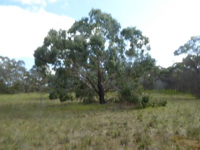 Eucalyptus viminalis, photographed by Rod Lowther