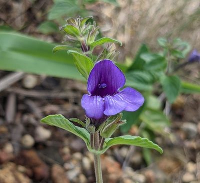 Adenosma glutinosa, photographed by portioid