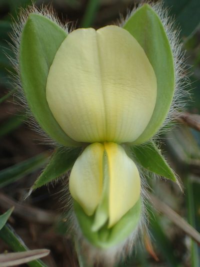 Crotalaria calycina, photographed by 葉子