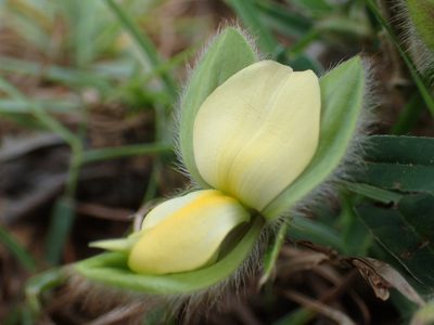 Crotalaria calycina, photographed by 葉子