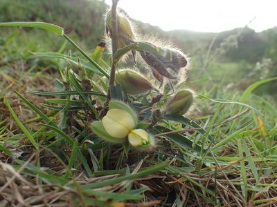 Crotalaria calycina, photographed by 葉子