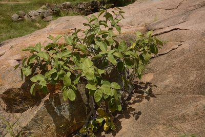 Ficus mollis, photographed by Siddarth Machado