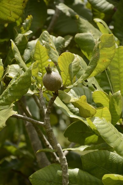 Gardenia latifolia, photographed by Siddarth Machado