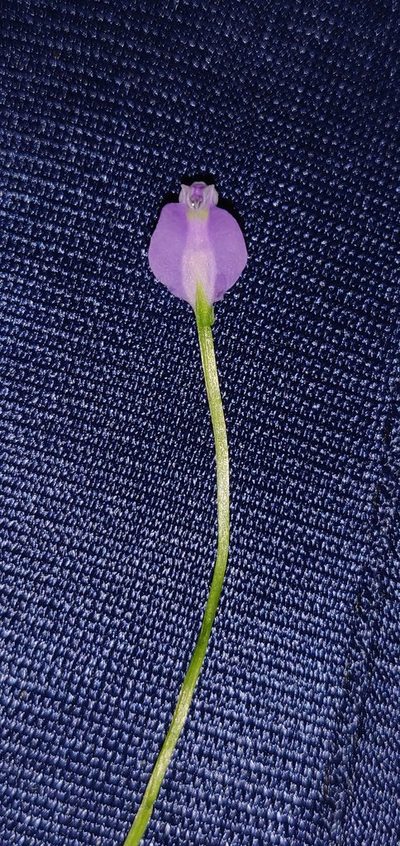 Burmannia pusilla, photographed by S.MORE