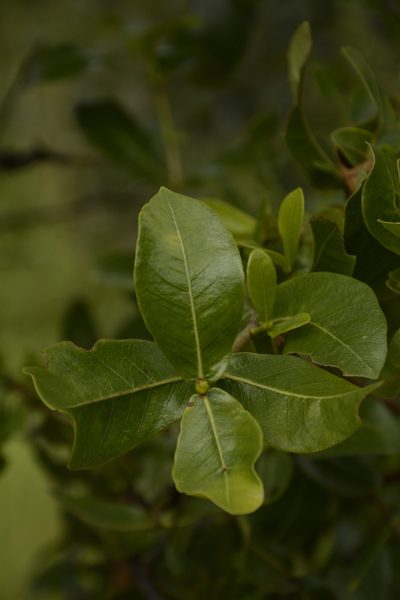 Gardenia gummifera, photographed by Siddarth Machado