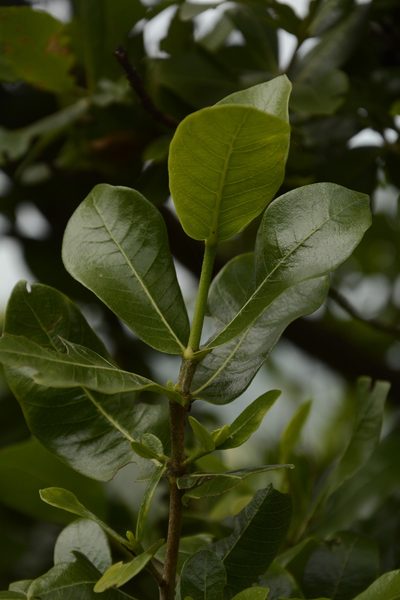 Gardenia gummifera, photographed by Siddarth Machado