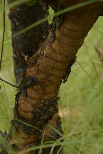 Gardenia gummifera, photographed by Siddarth Machado