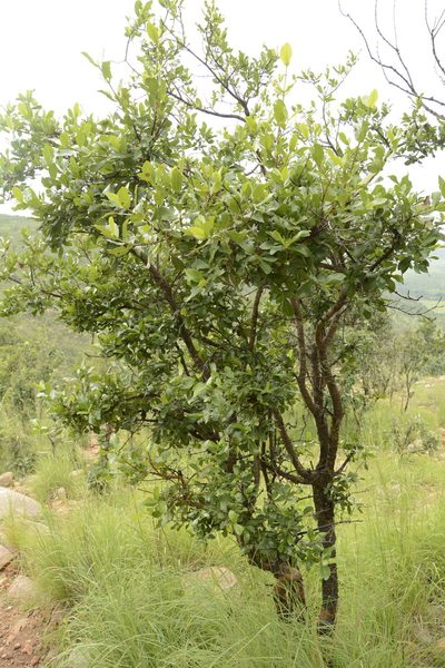 Gardenia gummifera, photographed by Siddarth Machado