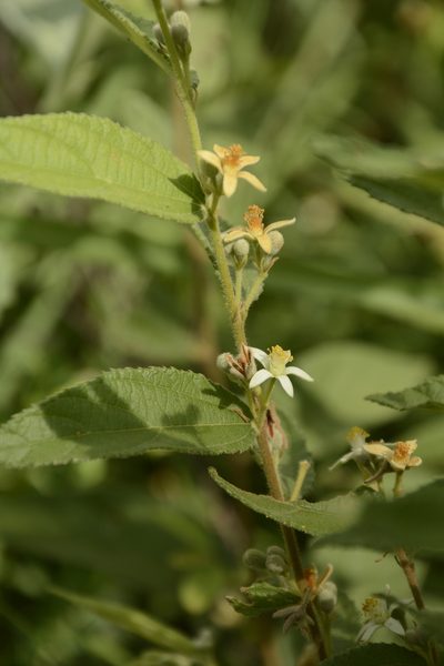 Grewia hirsuta, photographed by Siddarth Machado