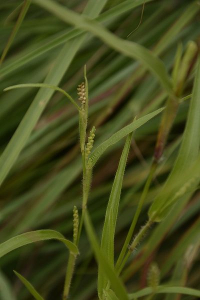 Hackelochloa granularis, photographed by Siddarth Machado