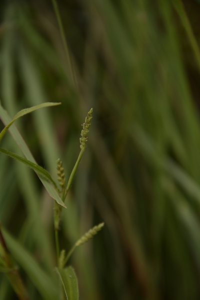 Hackelochloa granularis, photographed by Siddarth Machado