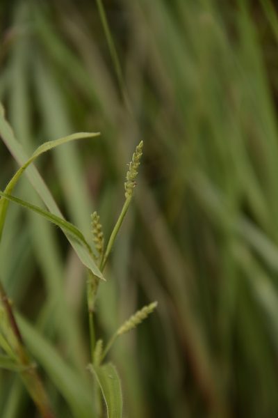 Hackelochloa granularis, photographed by Siddarth Machado