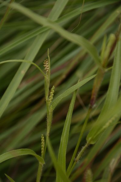 Hackelochloa granularis, photographed by Siddarth Machado