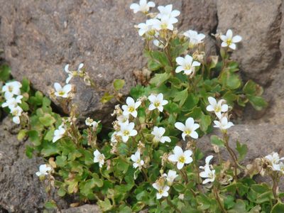 Saxifraga sibirica, photographed by Jean-Paul Boerekamps
